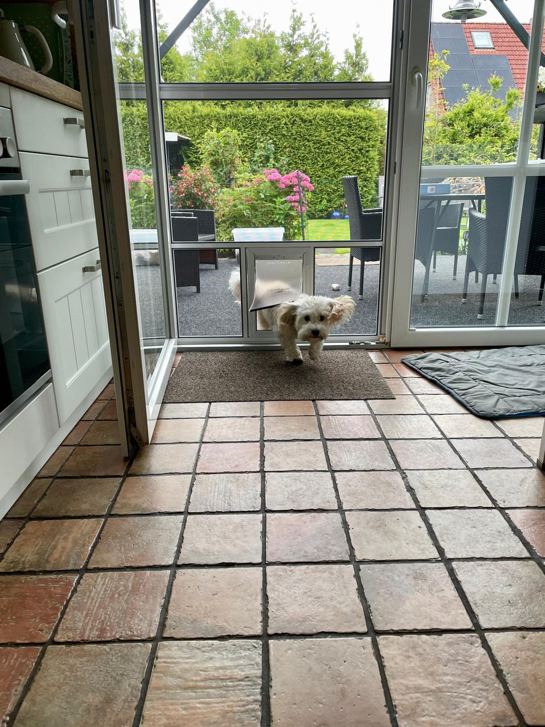 Kleiner weißer Hund läuft durch die Hundeklappe einer Fliegengitter-Drehtür an der Terrassentür