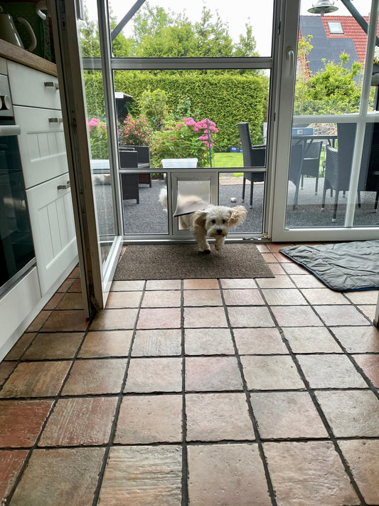 Kleiner weißer Hund läuft durch die Hundeklappe einer Fliegengitter-Drehtür an der Terrassentür